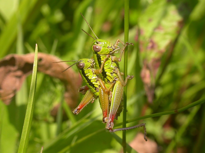 Horny Grasshoppers.JPG